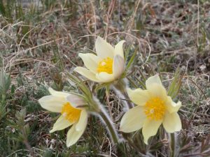 Yellow Pasqueflower Mongolia