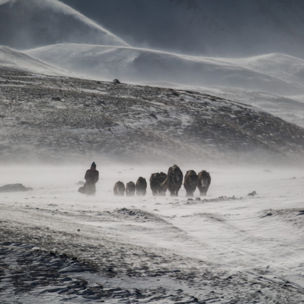 A Mongolian yak herder battling the winter weather conditions