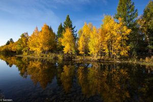 Yes, Gorkhi-Terelj is the closest national park to Ulaanbaatar and is very developed (some would say over developed) for the tourist industry (the main valley was first developed for tourism in 1964) but it shares a common border with Khan Khentii and the two reserves are similar. Between the two sites, altitudinal variation is significant, leading to the development of different habitats but both support large areas of forest steppe and mountain steppe, with alpine habitats on higher peaks. The area is rich in rivers and streams, including the Terelj and Tuul and these water sources together with the rainfall in this mountainous region brings life to the pastureland – providing grazing for the livestock of the herding families who make this area their home. These herders include Naraa, Bujee (his wife) and their two children Tsindee and Bayasa – the family we work with in the region.