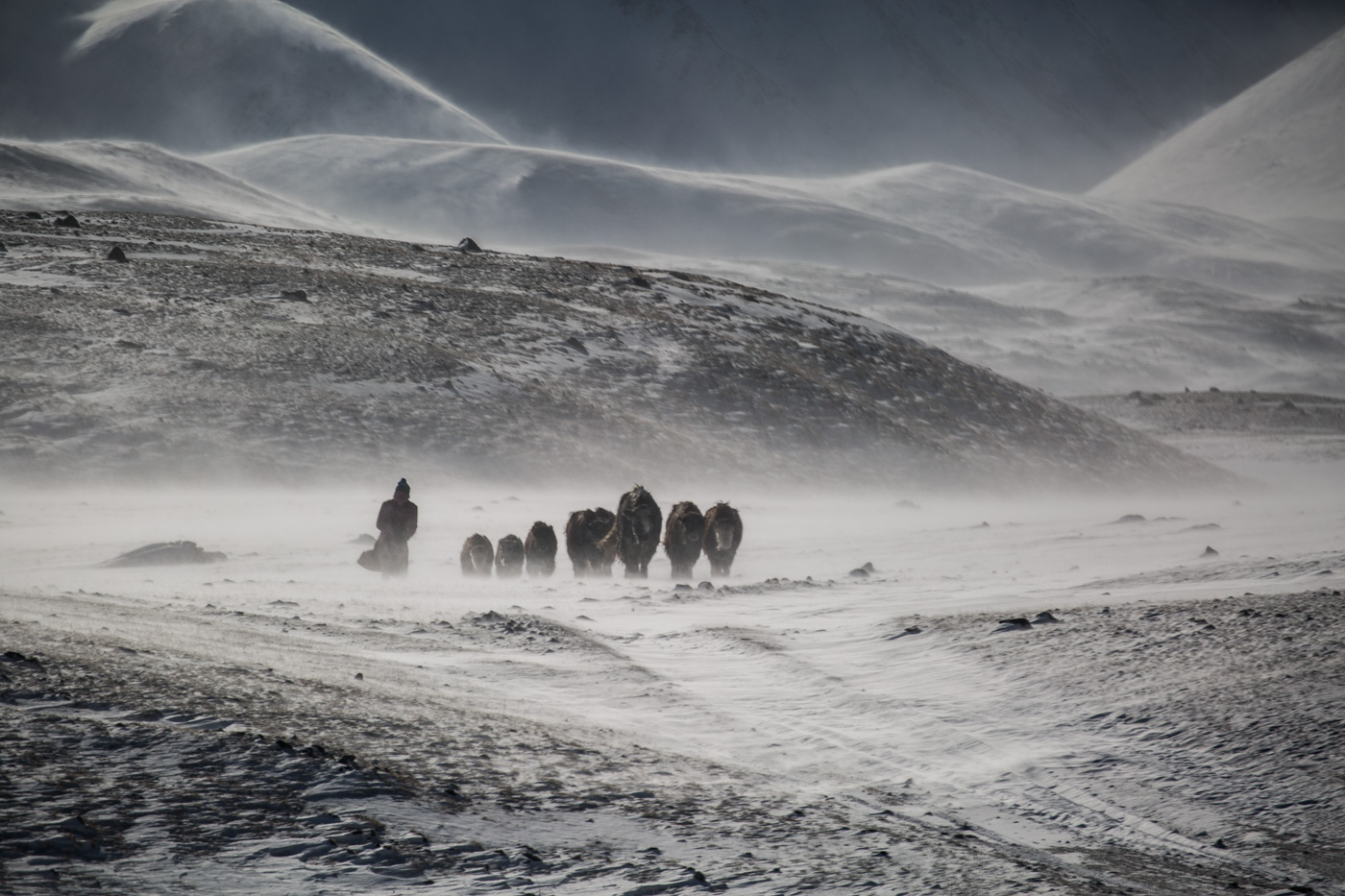 A Mongolian yak herder battling the winter weather conditions