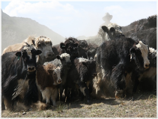 A herd of yaks in the Gobi Gurvan Saikhan National Park, southern Gobi, Mongolia