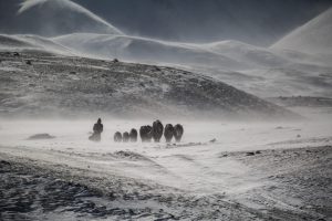 A Mongolian yak herder battling the winter weather conditions during winter in Mongolia