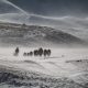 A Mongolian yak herder battling the winter weather conditions during winter in Mongolia