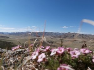 Spring flowers against the backdrop of the Khangai Mountains that dominate Mongolia's Orkhon RIver Valley