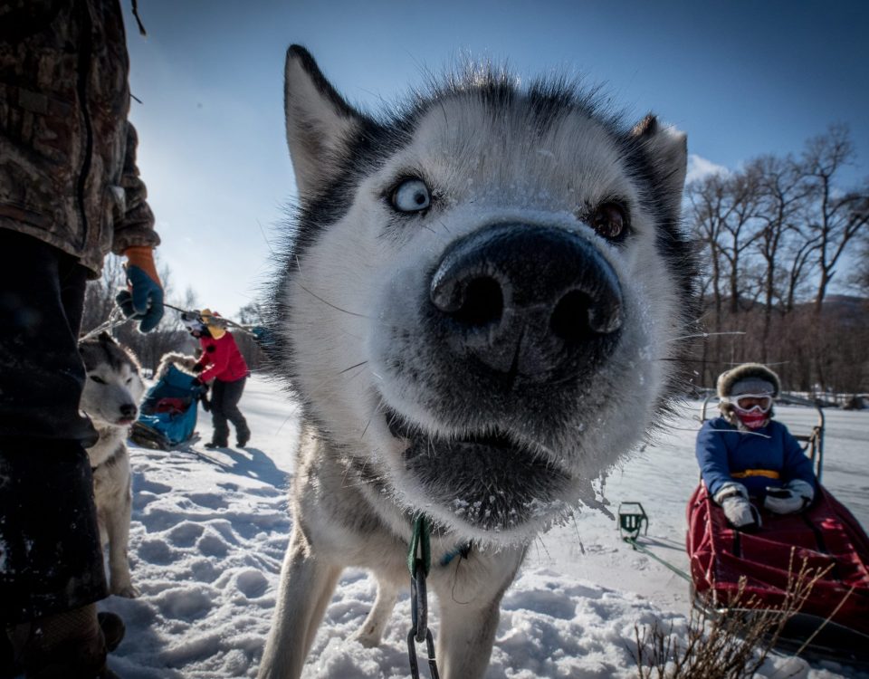 One of the husky dogs used for dog sledding in Mongolia