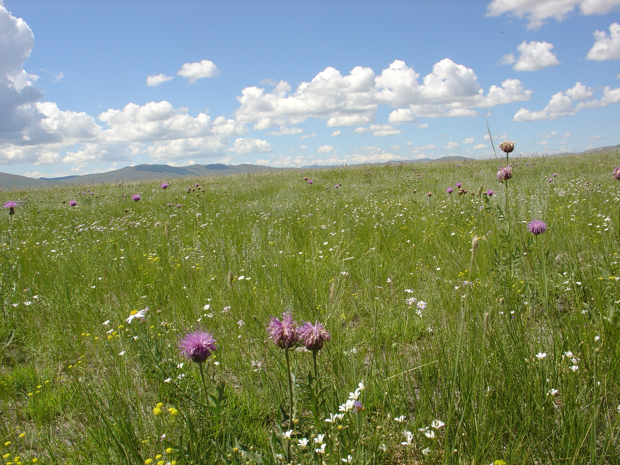 A beautiful view of the summer grasslands of Mongolia - taken on a blue sky day in the central Khangai Mountains