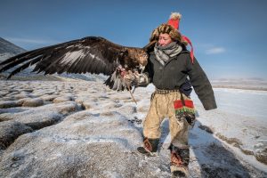 Hunting with golden eagles Mongolia