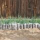 'From small acorns.' Seedlings ready to be planted at the Gobi Oasis Tree Planting Project, in Mongolia's middle Gobi