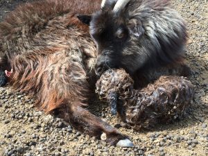 A new born kid goat - livestock giving birth is very much part of their everyday life during spring season for herders in Mongolia