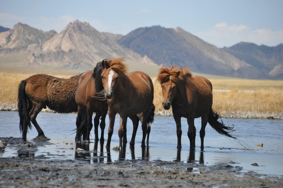 A herd of Mongolian horses in front of the rock formations of Zorgol Khairkhan mountain.