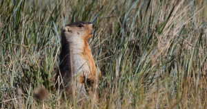 A Tarbagan marmot is captured in this image as it keeps an eye out for predators amongst the Mongolian steppe