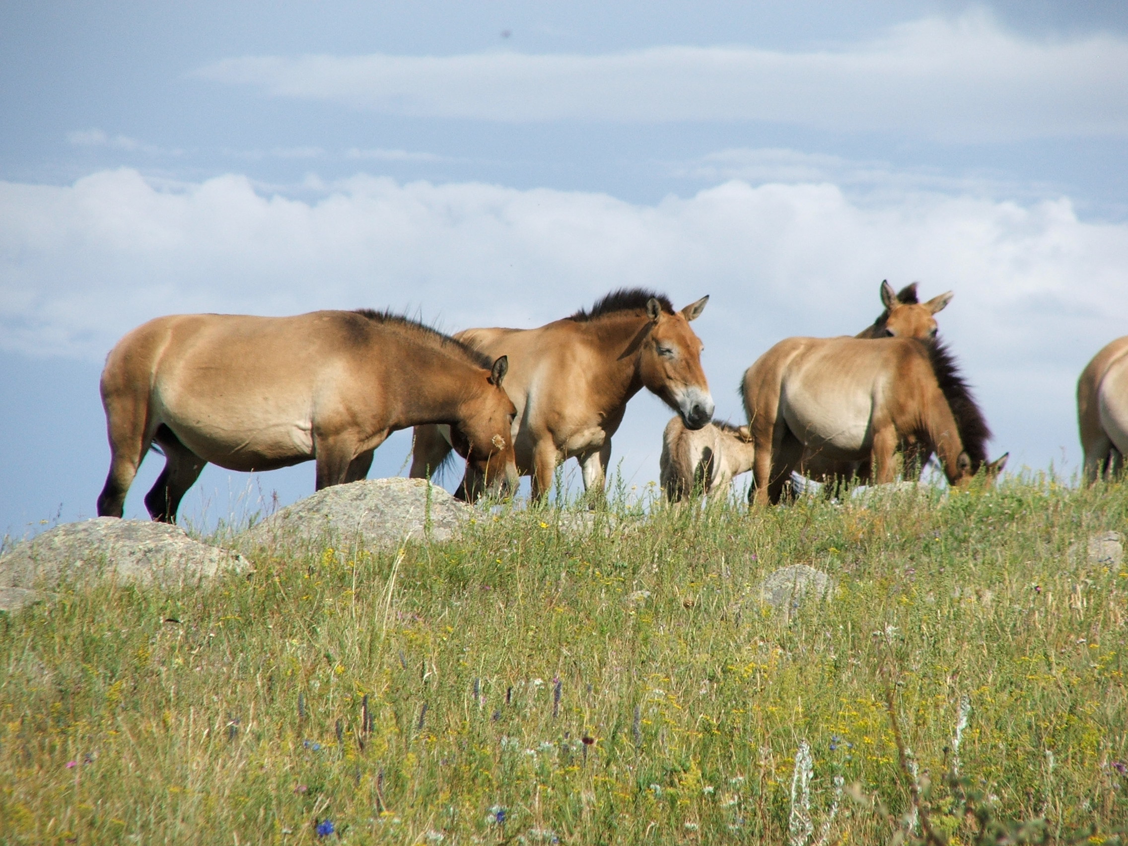 Mongolia is home to wild Takhi / Przewalski horses - a top fact about Mongolia