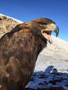 Golden eagle Mongolia