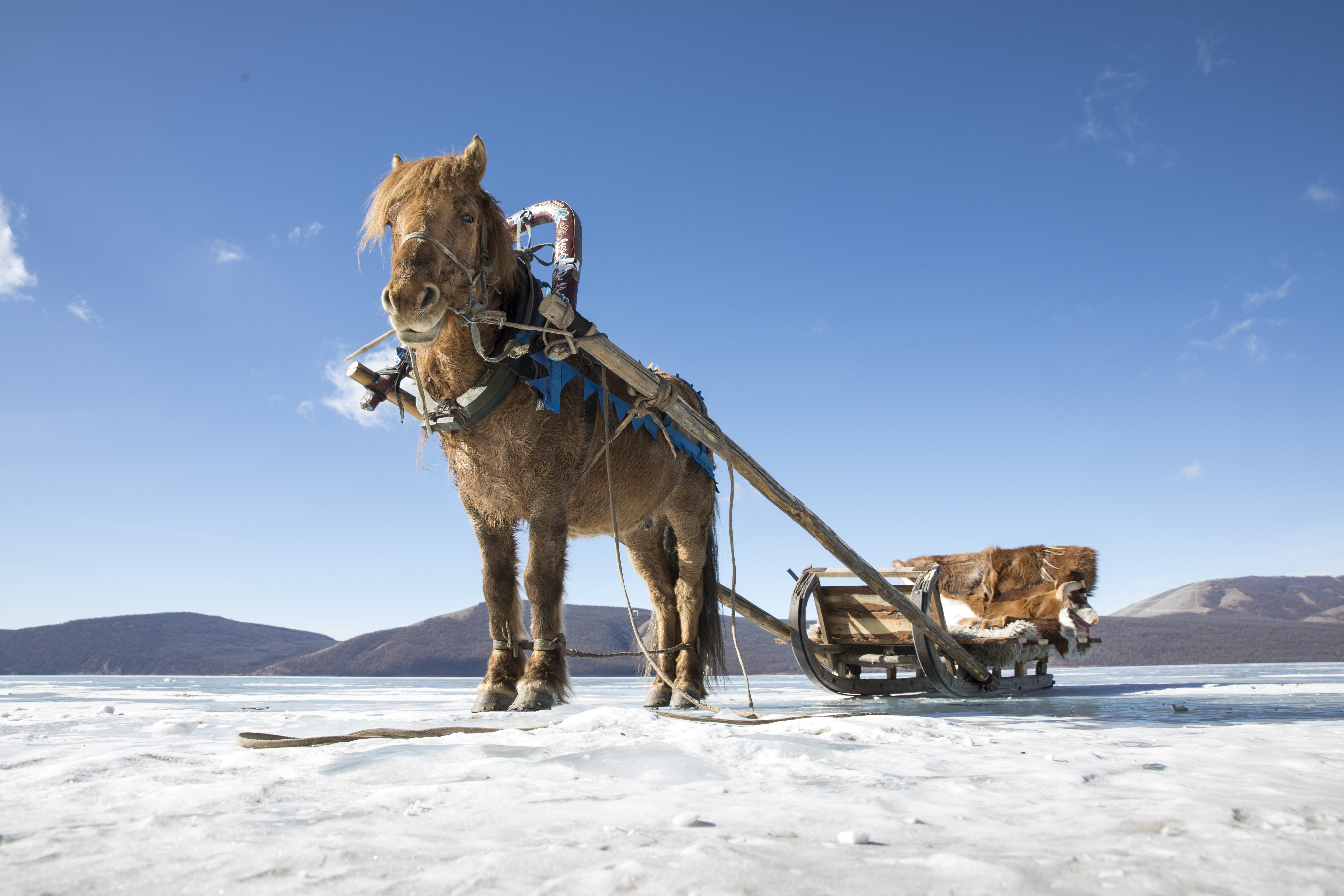 Horse and sleigh on frozen Lake Khovsgol
