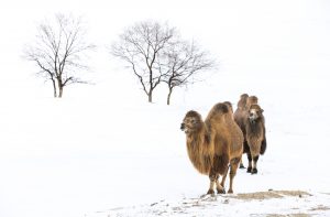Bactrian camels Mongolia