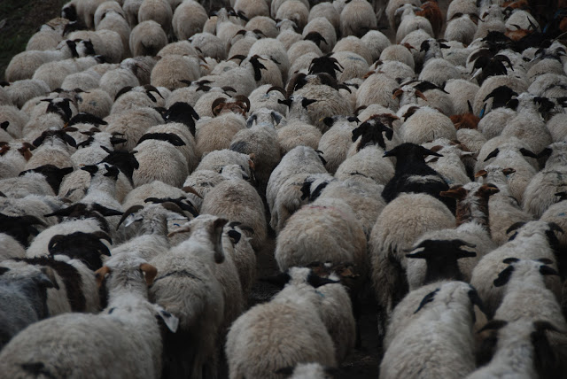 A flock of sheep in Mongolia owned by one of Mongolia's 165,000 herding households. Many of these herding households are supported by the well-refurbishment project - CAMDA NGO - Mongolia