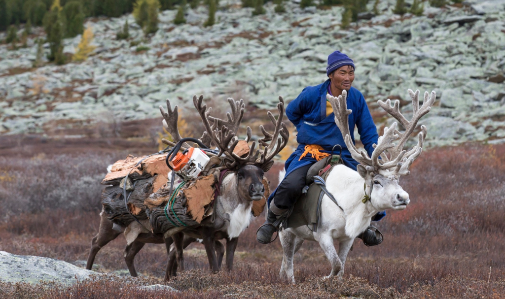A reindeer herder in Mongolia collecting wood