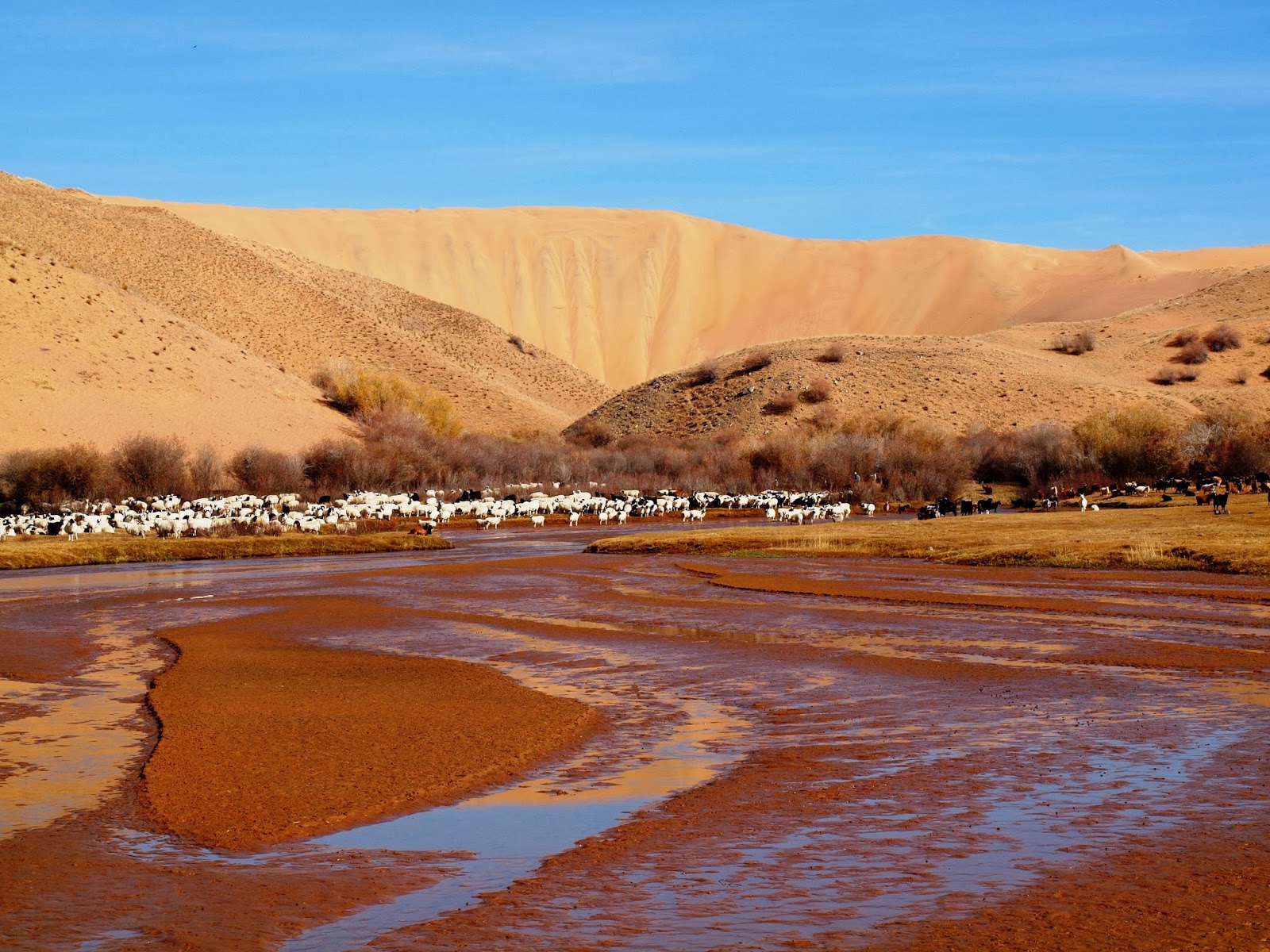 Reasons to visit Mongolia - the spectacular (and surprising) Mukhartiin Gol the