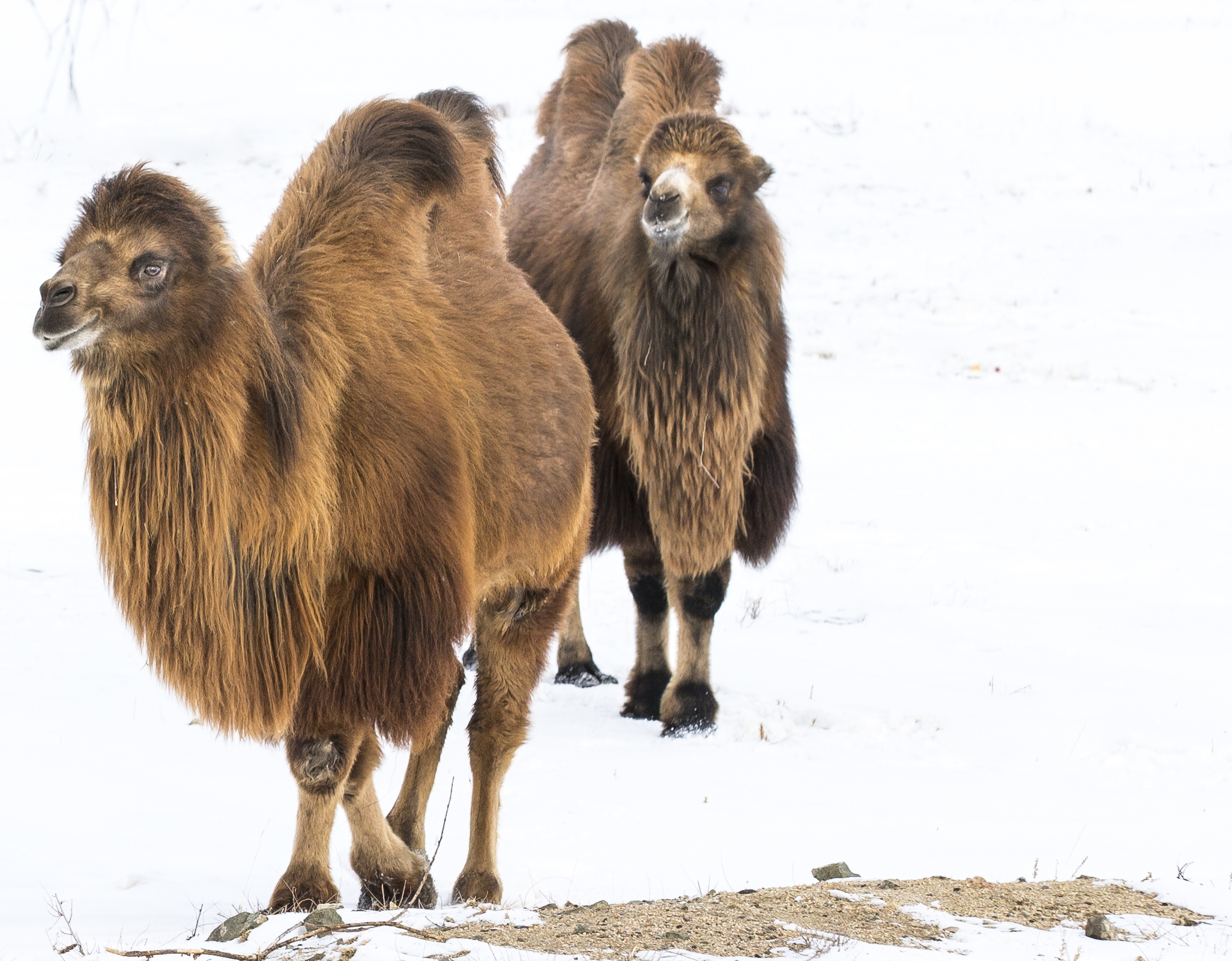 Bactrian camels during our Mongolia winter trip experience