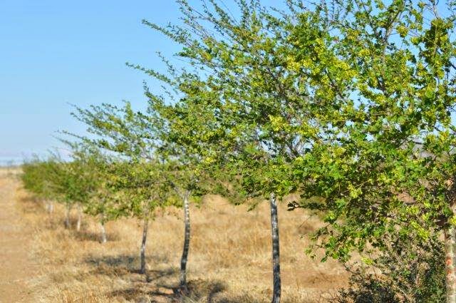 Elm trees growing at the tree planting project in Mongolia