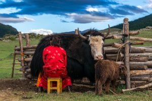 Yaks - one of the Five Snouts of Mongolia's Herders