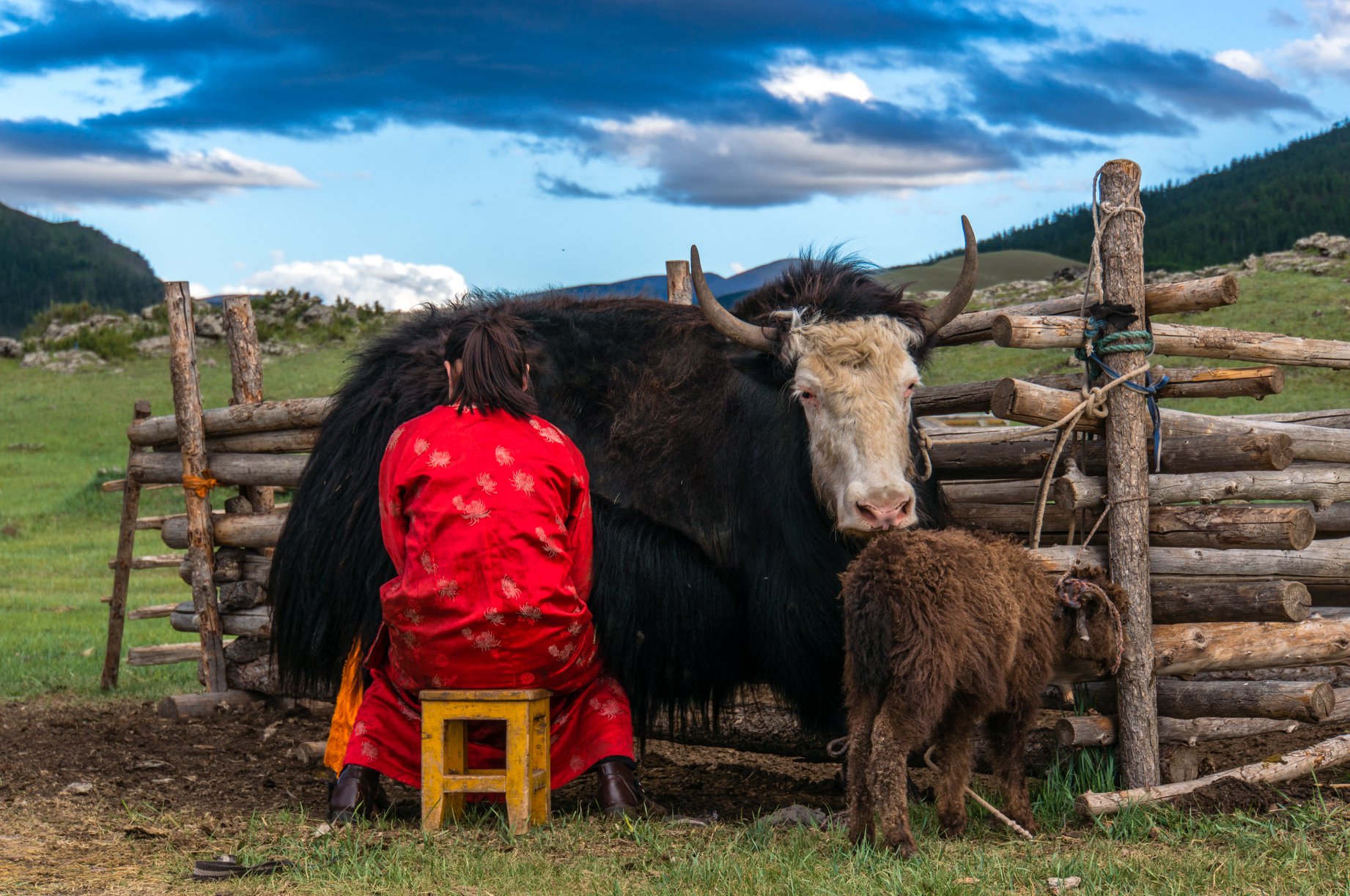 Milking yaks. Part of the typical Mongolian herding calendar