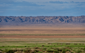Green Gobi Desert