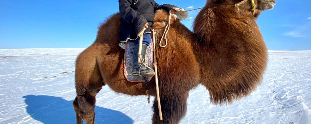 Thousand Camel Festival winter camel trek