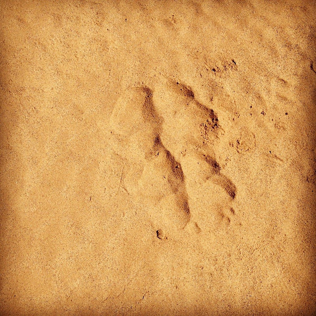 Wolf prints - camel trekking Mongolia, Gobi Desert 