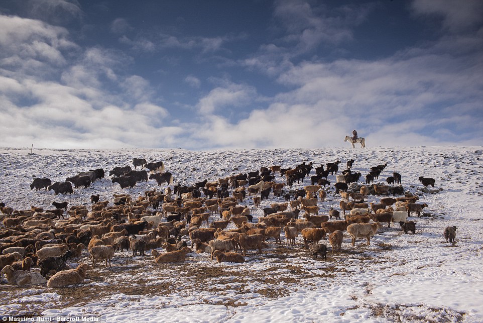 Winter Migration Western Mongolia