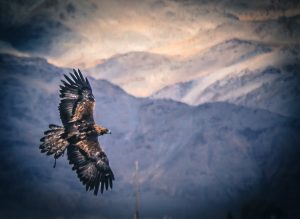 Soaring golden eagle Mongolia