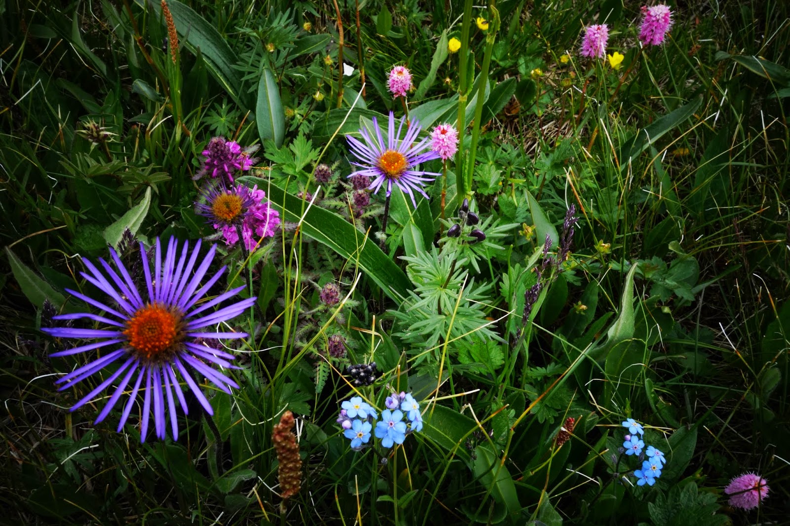 Alpine flowers Mongolia