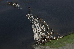 Aerial Photograph of livestock herd in Mongolia