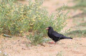Red-billed Chough Mongolia