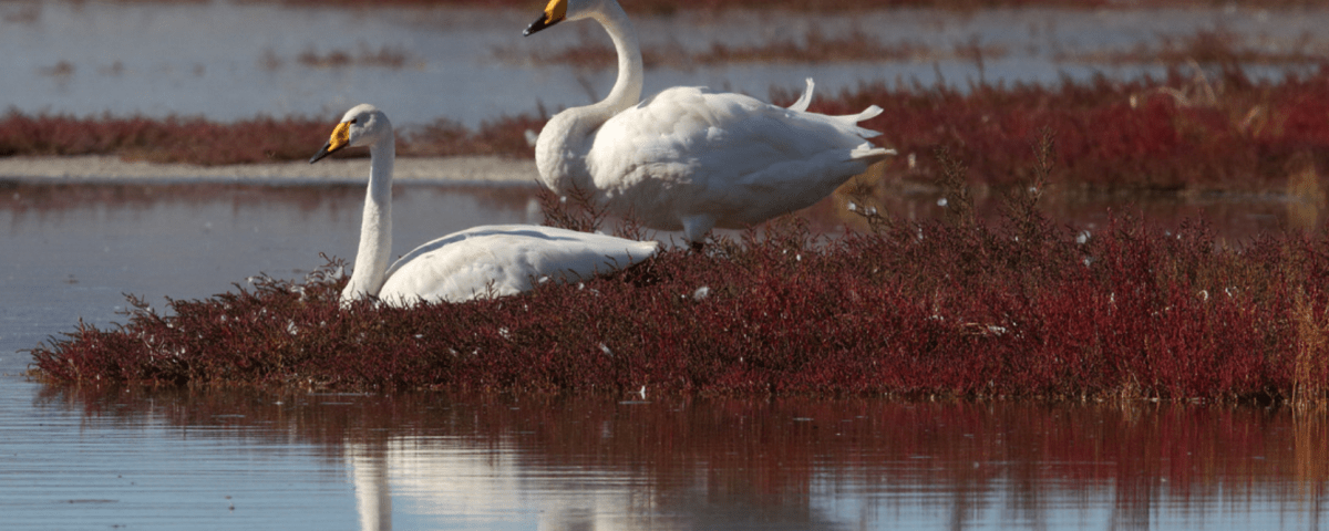 Whooper Swans Mongolia