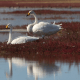 Whooper Swans Mongolia