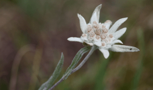 Close-up of an edelweiss flower, a symbol of wild flowers Mongolia, against a blurred natural background.