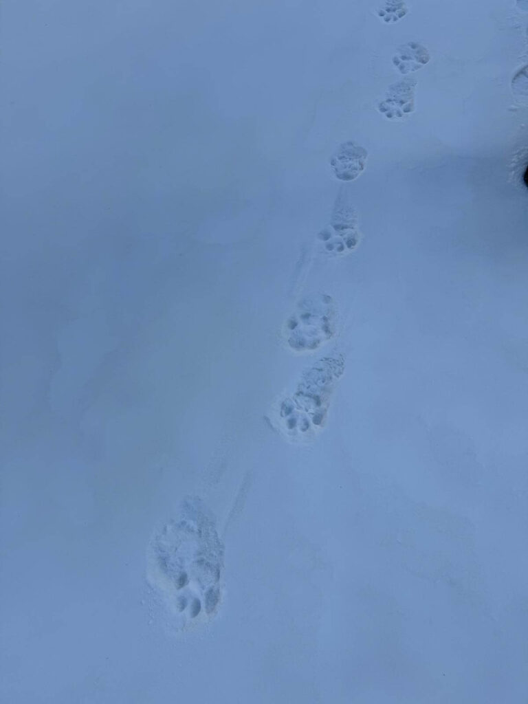 Snow Leopard print Mongolia