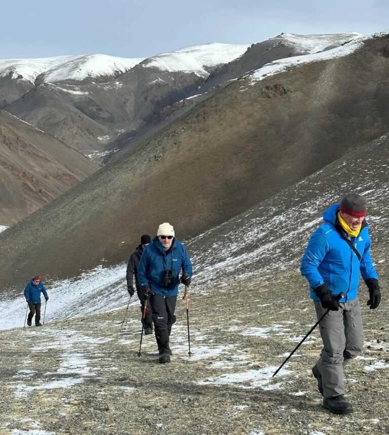 Snow leopard spotting Mongolia
