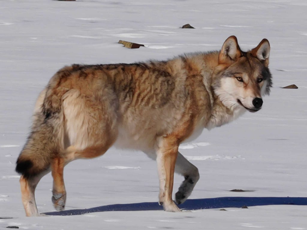 Mongolian wolf featured in our Films About Mongolia post